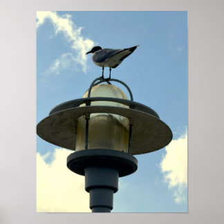 Póster Gaviota en cartel de luz