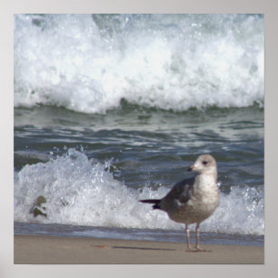 Póster Gaviota en el Poster de la playa