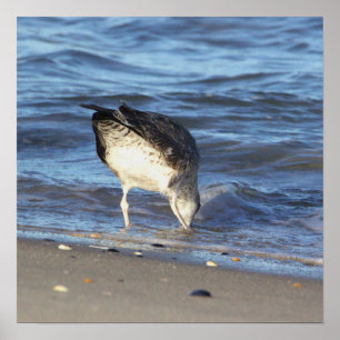 Póster Gaviota en el Poster oceánico