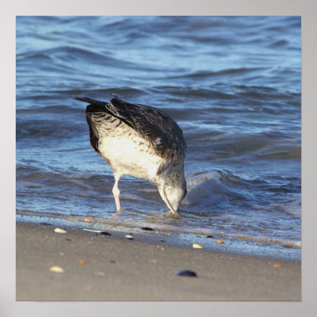 Póster Gaviota en el Poster oceánico (Frente)