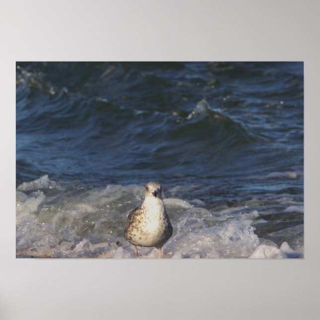 Póster Gaviota en el Poster oceánico (Frente)