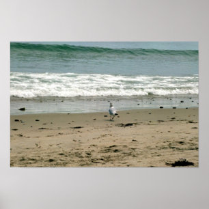 Póster Gaviota en la costa
