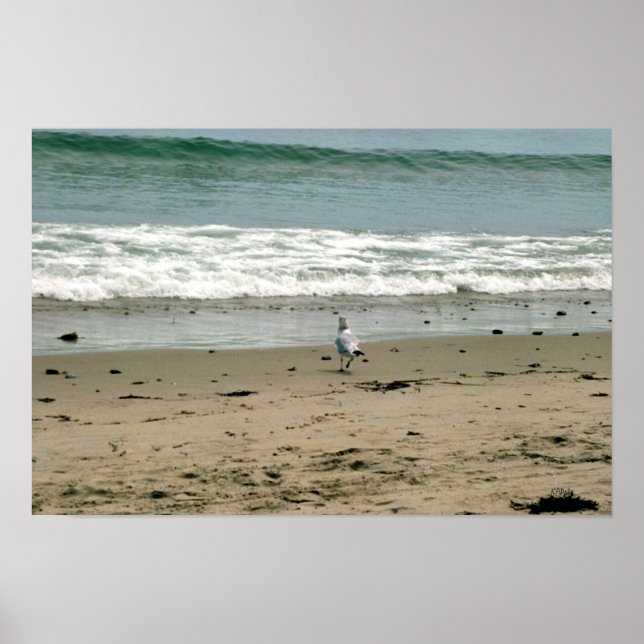 Póster Gaviota en la costa (Frente)
