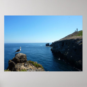 Póster Gaviota en la isla Anacapa en Channel Islands