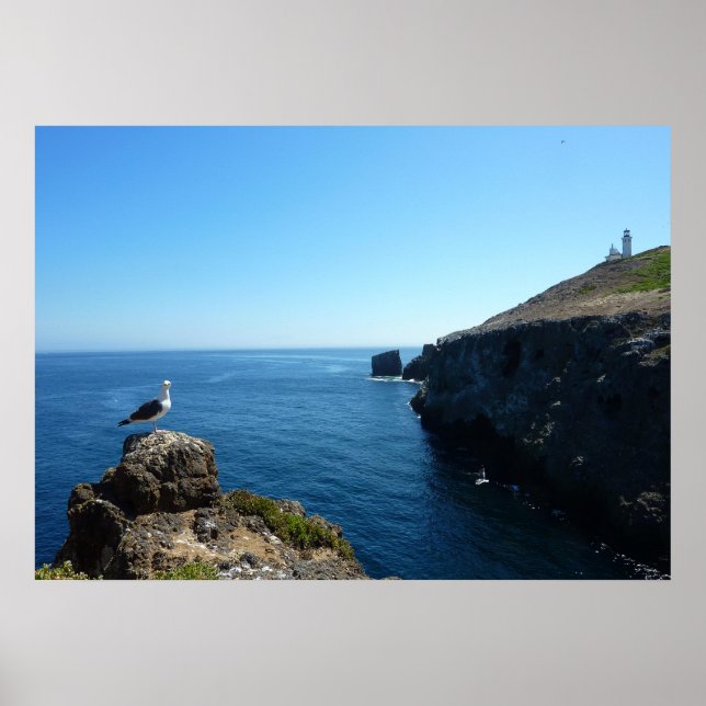 Póster Gaviota en la isla de Anacapa en las islas del Can (Frente)