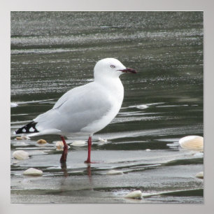 Póster Gaviota en la playa