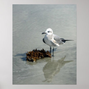 Póster Gaviota en la playa con alga marina