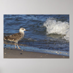 Póster Gaviota en la playa con Poster Wave