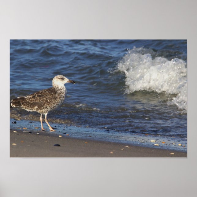 Póster Gaviota en la playa con Poster Wave (Frente)