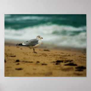 Póster Gaviota en la playa, Florida