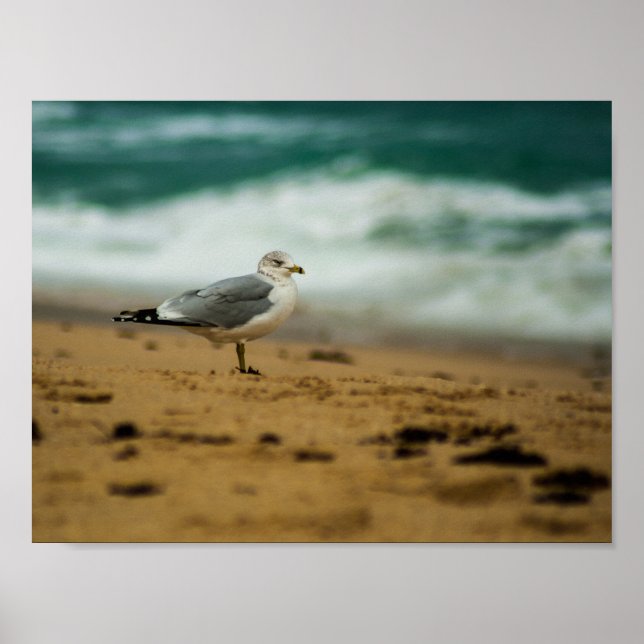 Póster Gaviota en la playa, Florida (Frente)