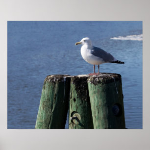 Póster Gaviota en Pilings