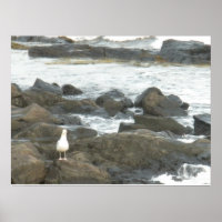 Gaviota en rocas