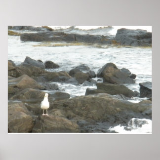 Póster Gaviota en rocas