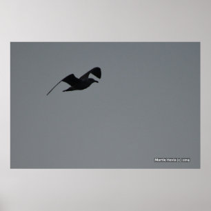 Póster Gaviota en Silhouette