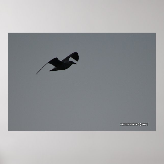 Póster Gaviota en Silhouette (Frente)