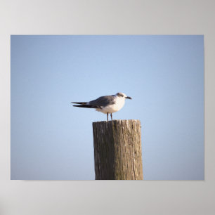 Póster Gaviota en un Poster de correos