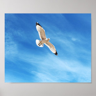 Póster Gaviota en vuelo