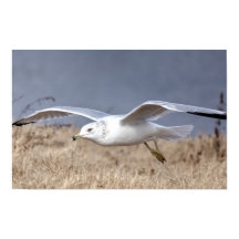 Gaviota en vuelo