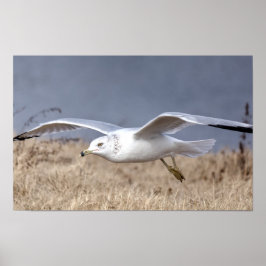 Póster Gaviota en vuelo