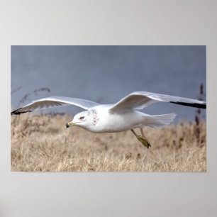 Póster Gaviota en vuelo
