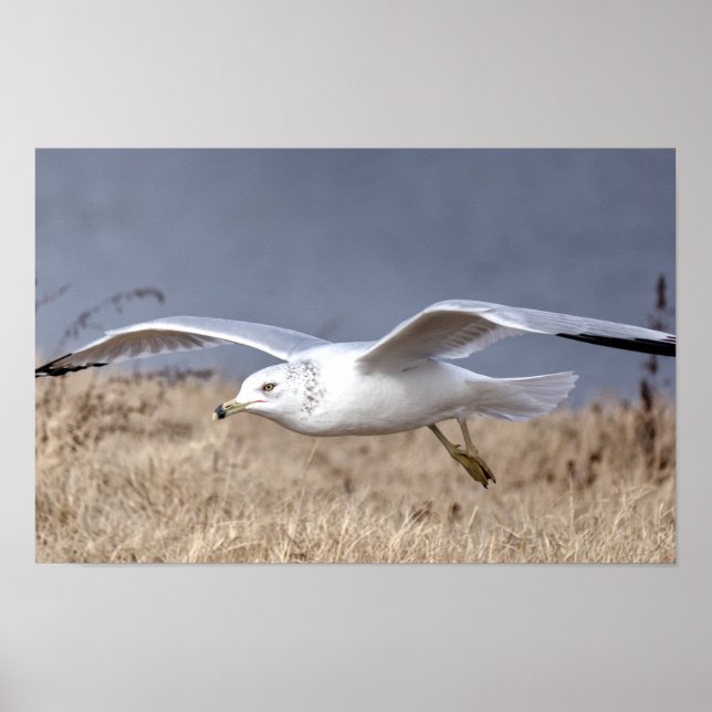 Póster Gaviota en vuelo (Frente)