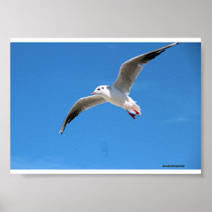Póster Gaviota en vuelo en el cielo azul - fotografía na
