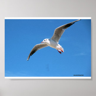 Póster Gaviota en vuelo en el cielo azul - fotografía na
