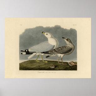 Póster Gaviota estadounidense común - Los pájaros de Esta