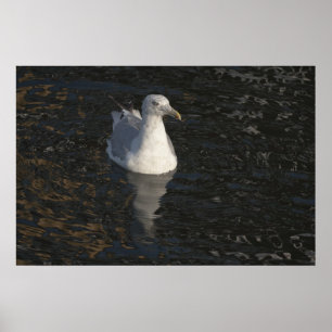 Póster Gaviota flotante