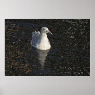 Póster Gaviota flotante