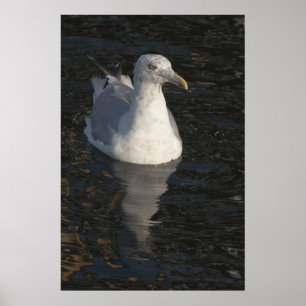 Póster Gaviota flotante