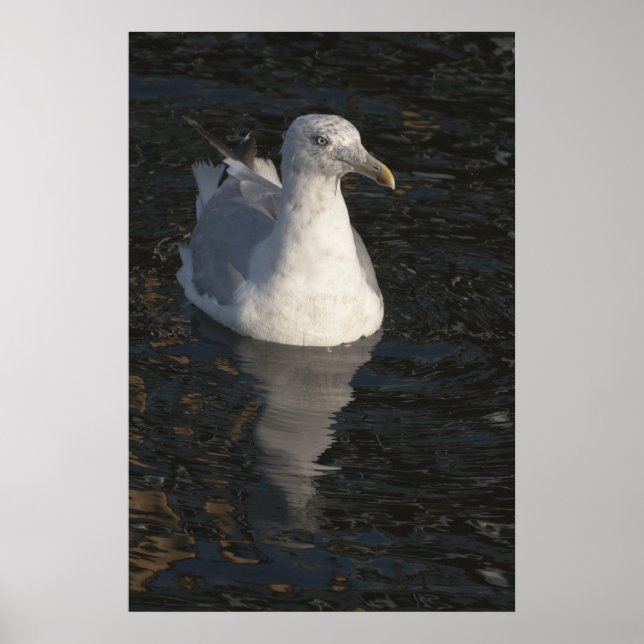 Póster Gaviota flotante (Frente)