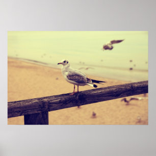 Póster Gaviota Mar Báltica pósteres Sobresalieron