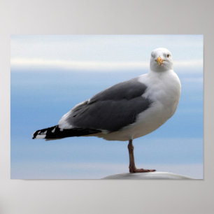 Póster Gaviota marina