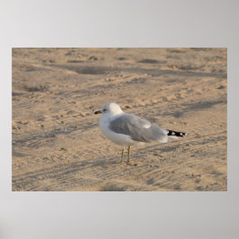 Póster Gaviota parado solo en el Poster Hampton Beach