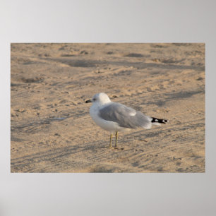 Póster Gaviota parado solo en el Poster Hampton Beach