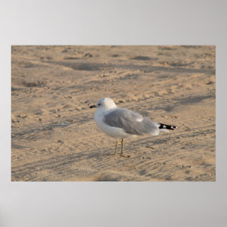 Póster Gaviota parado solo en el Poster Hampton Beach