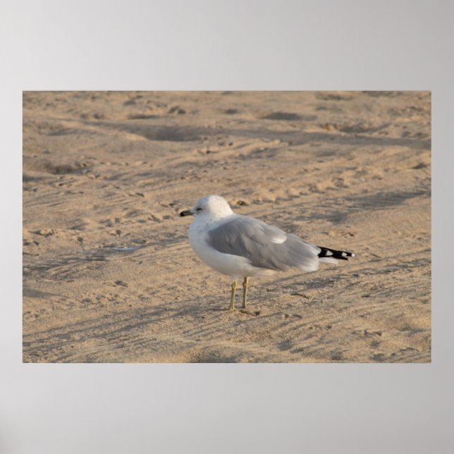 Póster Gaviota parado solo en el Poster Hampton Beach (Frente)