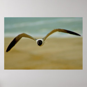 Póster Gaviota que viene en mí