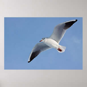 Póster Gaviota, Sea/gull