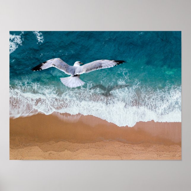 Póster Gaviota sobre la costa del mar (Frente)