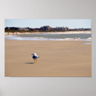 Póster Gaviota solitaria en la playa de la isla de Kiawah
