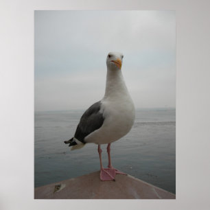Póster Gaviota sonriente