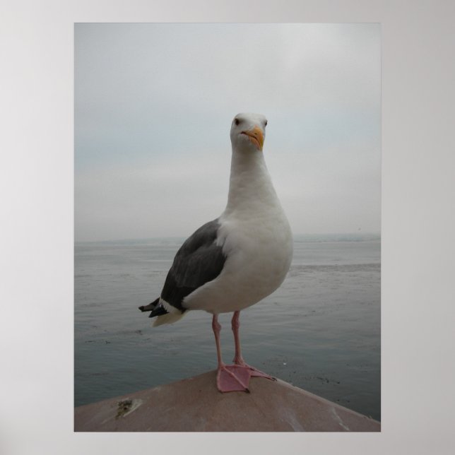 Póster Gaviota sonriente (Frente)