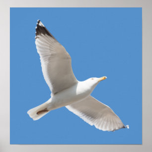 Póster Gaviota voladora