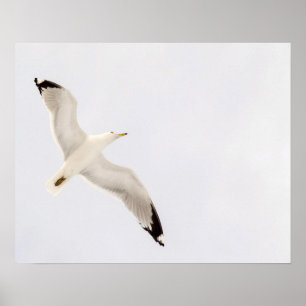 Póster Gaviota volando