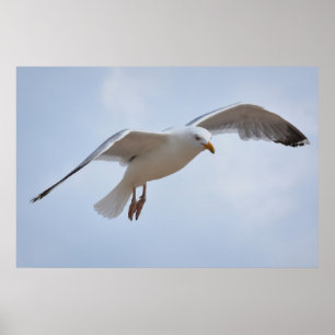 Póster Gaviota volando