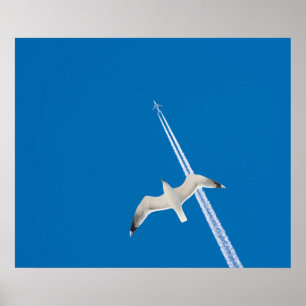 Póster Gaviota y avión