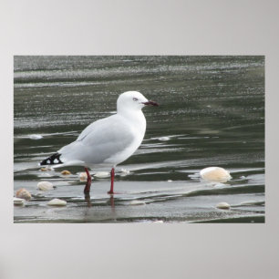 Póster Gaviota y cáscaras en el mar
